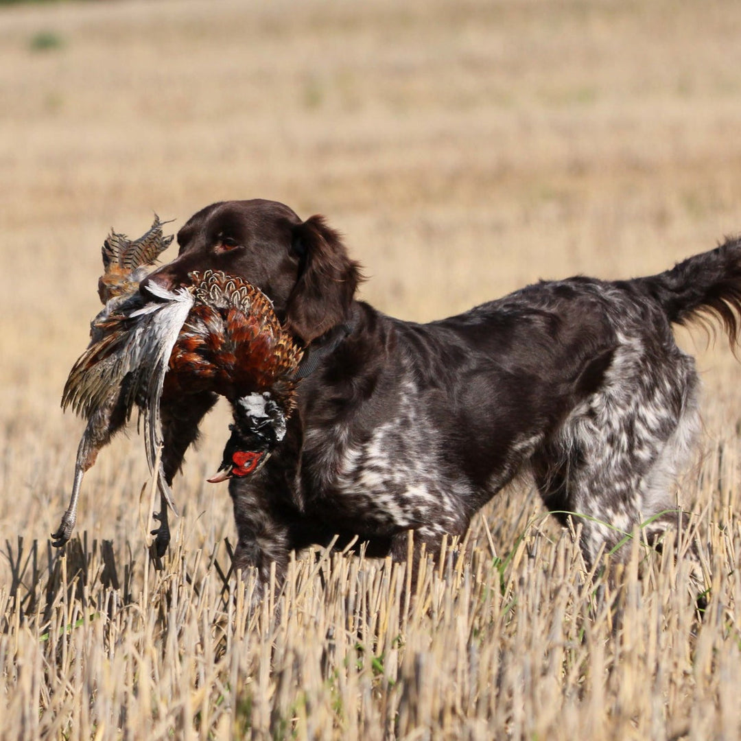HUNT: Tower Pheasant Shoot March 9, 2024